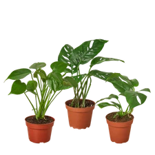 Monstera Bundle