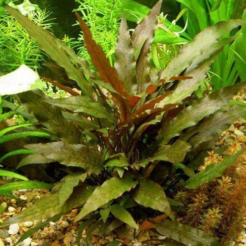 BUY 2 GET 1 FREE* Cryptocoryne Wendtii Bronze Crypt Wendtii ...