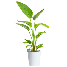 White Bird of Paradise Indoor Plant in 10 In. Decor