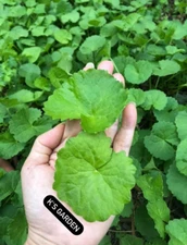 PENNYWORT , GOTU KOLA SEEDS (SMALL LEAF) , HẠT RAU MÁ LÁ NHỎ (+200 PCS)