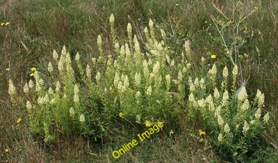 Foto 6x4 Wilde Mignonette (Reseda lutea) Totland ziemlich häufig auf der Dow c2014