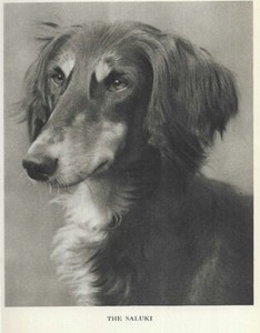 Saluki Head Study "P" - CUSTOM MATTED 1931 Vintage Dog "Photo" Print