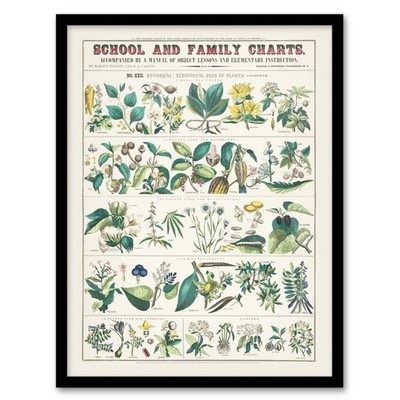 Willson and Calkins Vintage Botanical Chart No XXII Framed Wall Art Print A3/A4