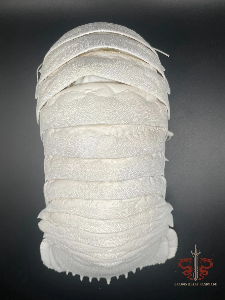 Espécimen real de Bathynomus giganteus calidad museo, taxidermia rara, 25 cm/9,8" Foto 4 de 4