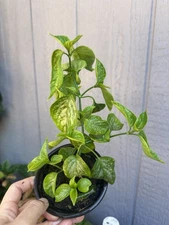 1 WEEK SALE! La Cam Tim LIVE STRONG PLANT Magenta Leaf Plant 24H FAST SHIP