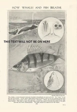 HOW WHALES AND FISH BREATHE ART  ILLUSTRATION PRINT