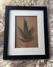 Dried pressed hemp leaves in frames