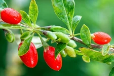 Goji Berry Seeds for Planting | Wolfberry