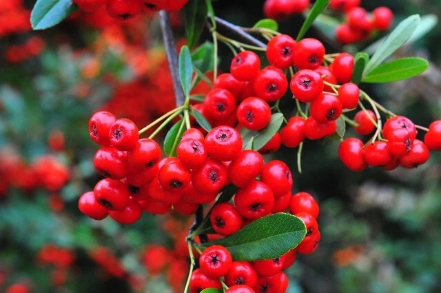 Are pyracantha berries poisonous to cheap dogs
