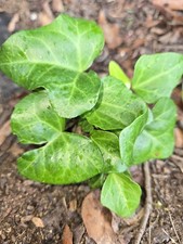 10 English Ivy Roots Live Plants Living Fence Pot Patio Cover your Lawn Green