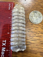 Whopper South Texas Diamondback Rattle...3", 12 Rattles