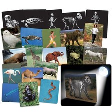 Roylco What's Inside Animals 