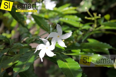 Photograph  Flower White Beautiful Image Sri Lanka Nature Pictures