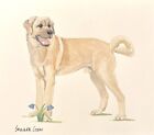 Anatolian Shepherd Dog Original Watercolor by Sandra Coen Standing