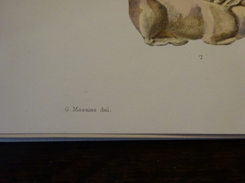 Antiquities Lithograph Froehner Wilhelm 1903 Ancient Glass Archaeology PRINT 10 - Picture 7 of 11
