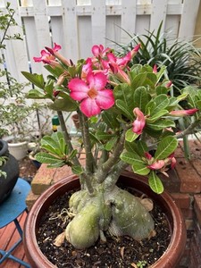 Desert Rose ‘OBESUM ’ With Massive Caudex/ Blooms Plant Pictured Is What You Get