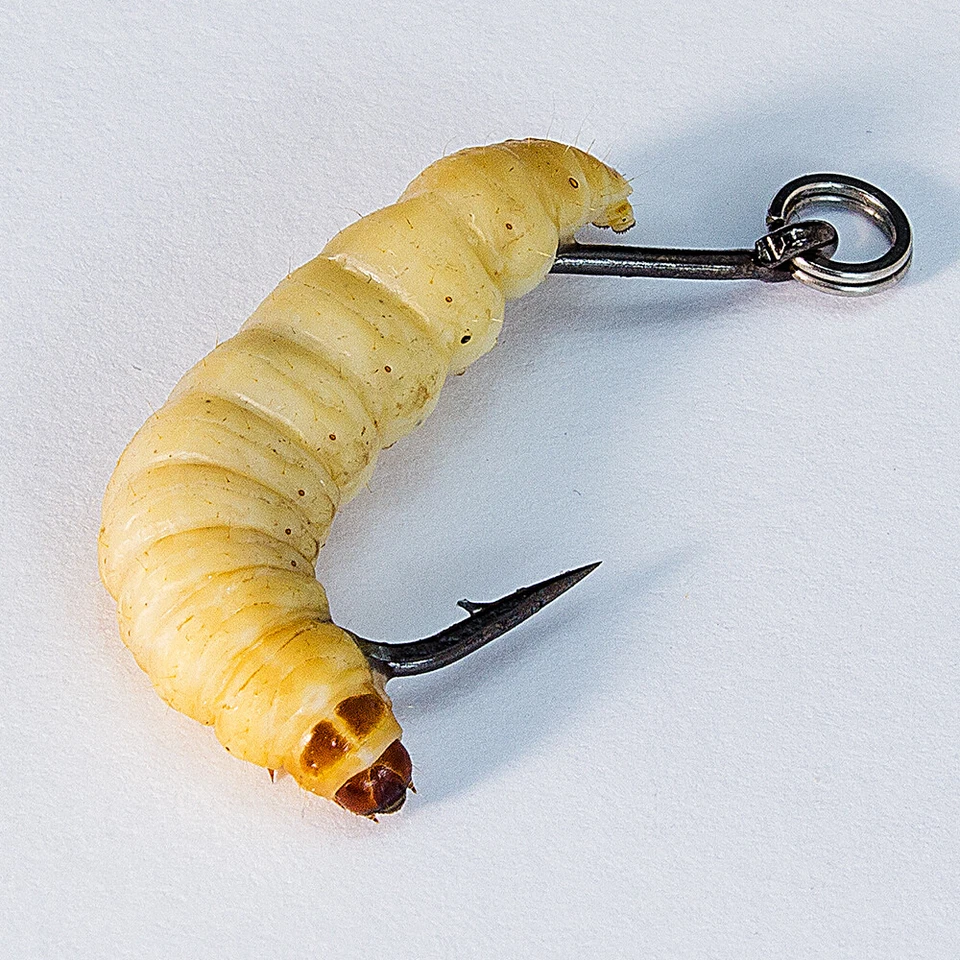 XXL Bienenmaden mit Aroma Naturköder, Trout, WASP, Forellenköder, Köder Angeln - Bild 4 von 4