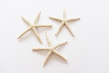 3 White Pencil (Finger) Starfish 3-4" Beach Wedding Nautical Decor Art & Crafts