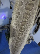 rattlesnake skin prairie rattle snake hide DRY TANNED wrap pen blanks 42 in. B2