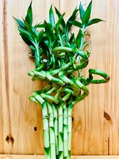 Live Lucky Bamboo 12” Spiral Shape Bamboo Plant