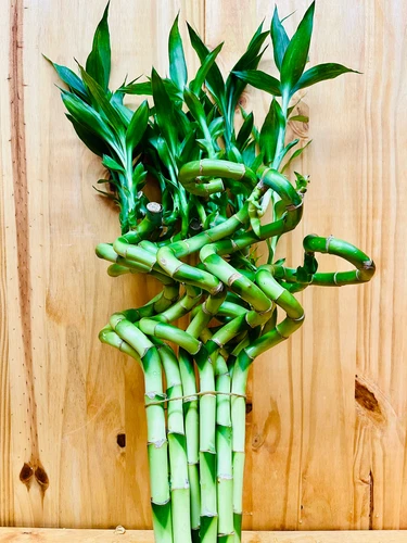 Live Lucky Bamboo 12” Spiral Shape Bamboo Plant