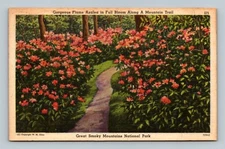 Postcard Gorgeous Azalea in Full Bloom Great Smokey Mountains National Park