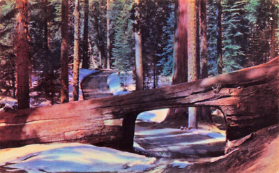 California CA Sequoia National Park Crescent Meadows Tunnel Tree Postcard