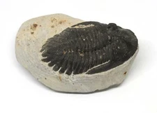 TRILOBITE Hollardops Fossil Morocco 390 Million Years old #15216 9o