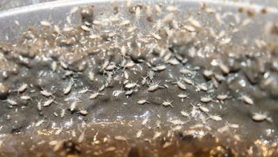Up to 5000+ Live TROPICAL PINK Springtails on Clay for Bioactive Terrariums