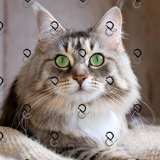 Cat Portrait Digital Image Picture Photo Wallpaper Background Desktop AI Art 02