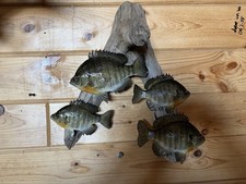 New Real Skin Group Of 4 Sunfish Mount Taxidermy Wall Mount On Driftwood