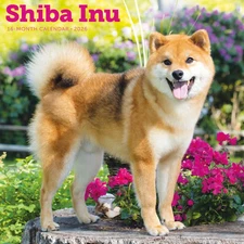 Carousel Calendars,  Shiba Inu 2026 Wall Calendar, 12'' X 12'', 16-Month Calenda