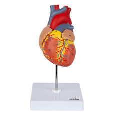Life-Size Human Heart Model, 2-Part Magnetic Design with 34 Clearly Labeled Inte