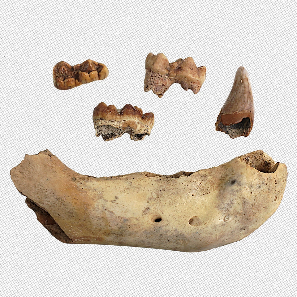 Fossil U. spelaeus Ontogenese-Set Milchzähne Unterkiefer Jungtier Eiszeit - Bild 1 von 4