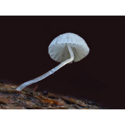 Olympus OM System M.Zuiko Digital ED 90mm f3.5 Macro IS PRO Lens - Picture 8 of 9