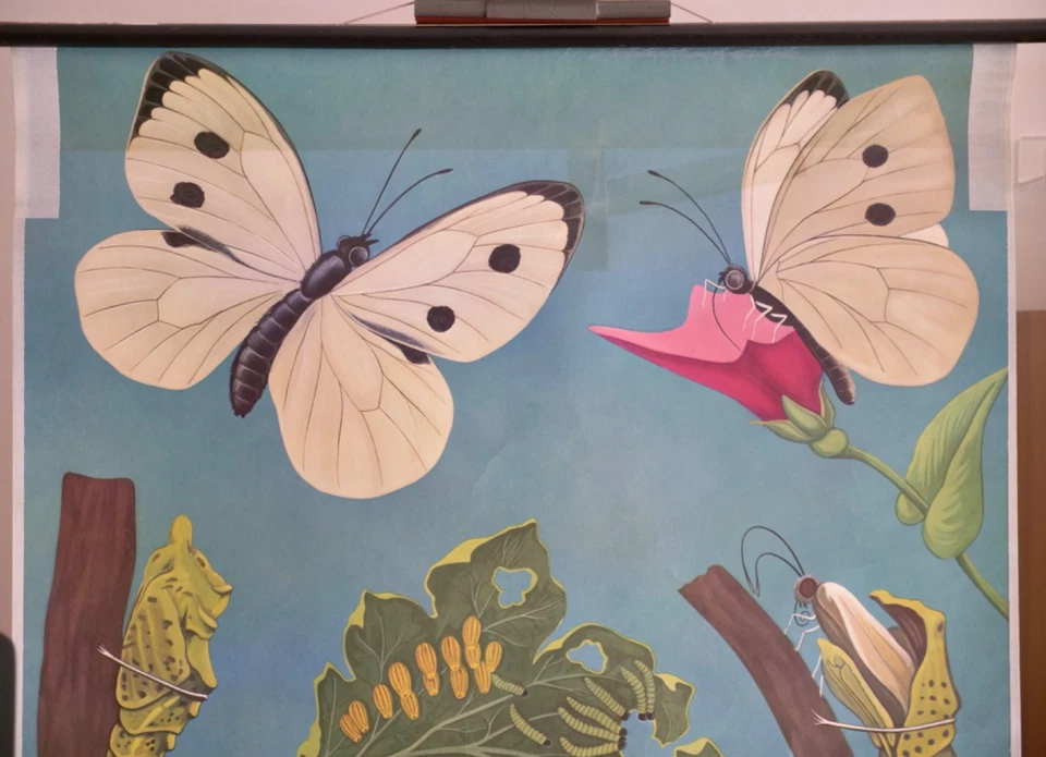 VINTAGE | SCHULWANDKARTE KOHLWEIßLING PIERIS JUNG KOCH QUENTELL | SCHOOL CHART - Bild 3 von 4