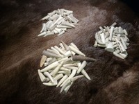 50 Small Deer Antler Tips 50 Small Deer Antler Tips