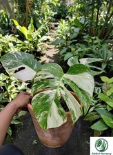 Monstera Albo White Tiger Variegated   Rare Aroid with High Contrast White Varie