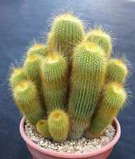 Notocactus leninghausii exotic columnar cacti parodia rare cactus seed 100 SEEDS