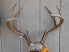 17 2/8 wide 4x4 WHITETAIL DEER RACK 116 3/8" Antlers mule mount taxidermy elk