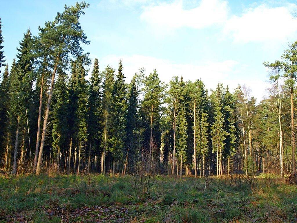 40 Graines de Épicéa de Serbie (Picea omorika) - Variété Rustique