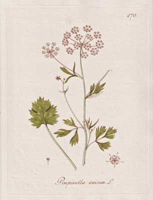 Anis Anise aniseed anix Blume flower Botanik botany Kerner Kupferstich 1789