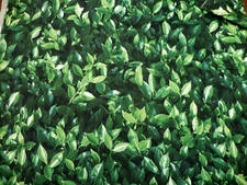 7X5  GREEN LEAVES, GARDEN  HEDGE PHOTO BACKDROP  ~ NEW ~ FAST SHIPPING
