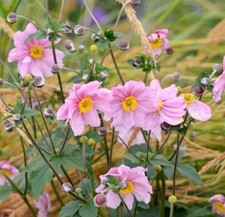 Japanese Anemone (Pink) 1 Litre Root Ball, Garden Perennials, Flowering
