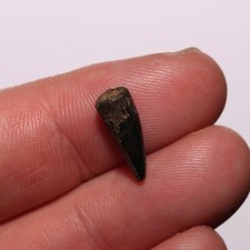 Dinosaur Age Crocodile Tooth Fossil Hell Creek Formation Cretaceous - Good