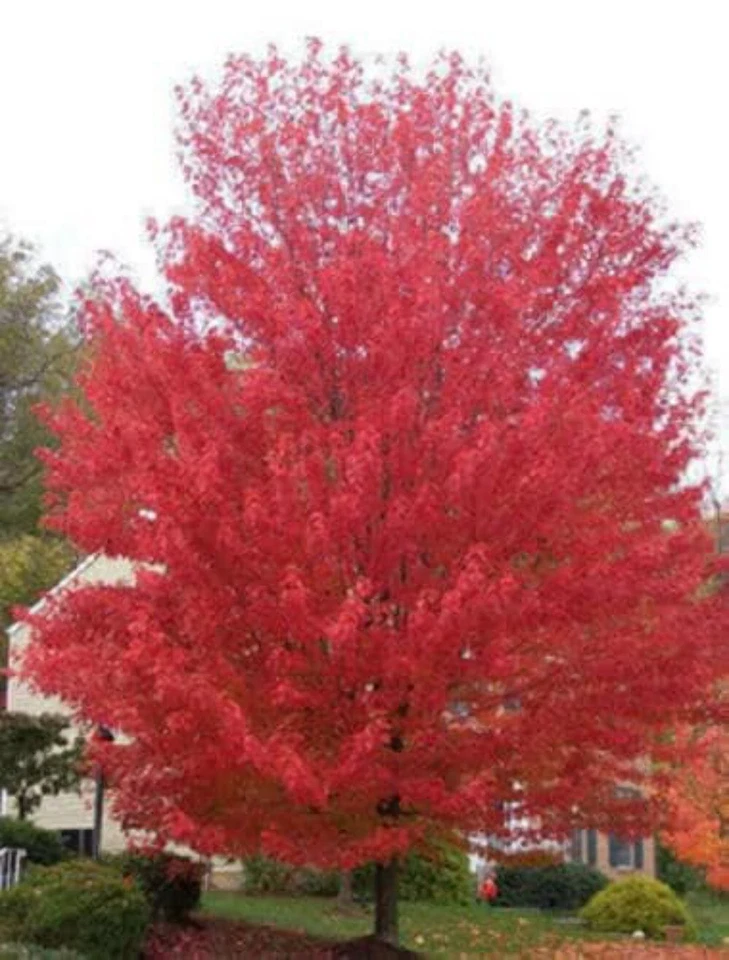 25 SIBERIAN MAPLE TREE Acer Ginnala Seeds - Red Fall Foliage - Image 2 of 3