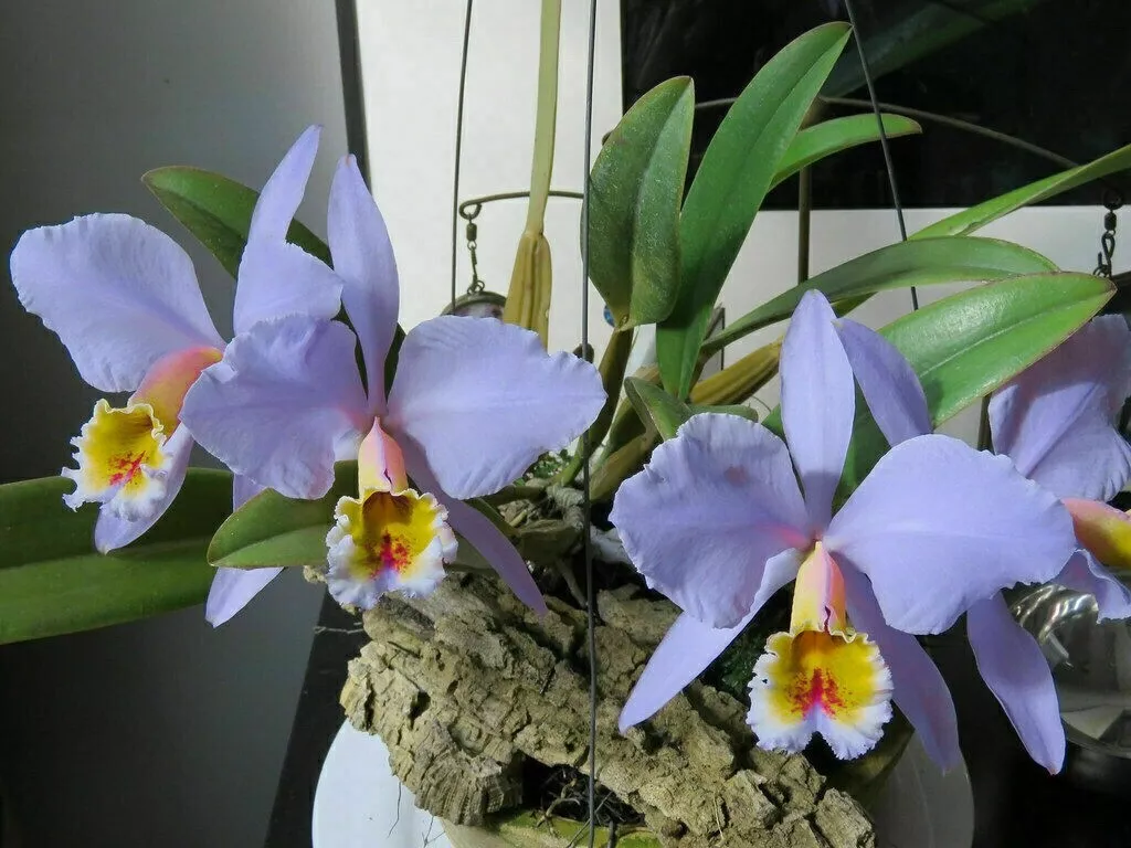 Cattleya percivaliana deals