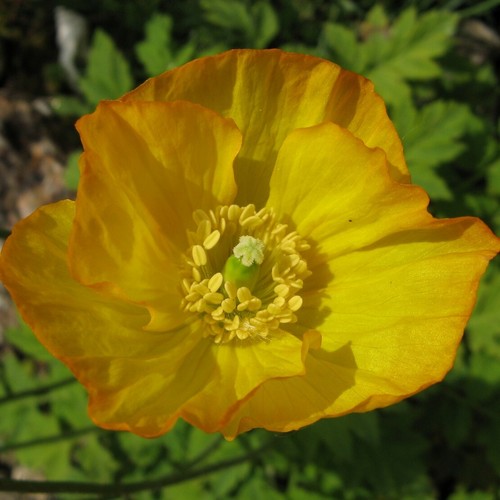 TOUCHWOOD MEDIUM COTTAGE PLANTS SEEDS, many CHOICES unusual rare, BUY 6 +1 free - Picture 111 of 164