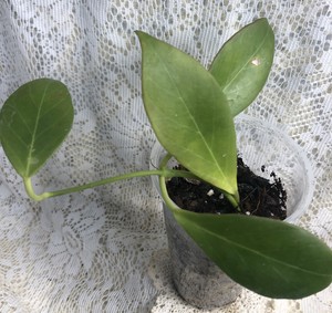 hoya fragrant