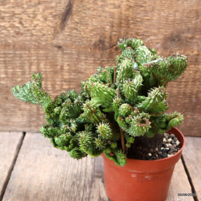 D4446 EUPHORBIA HORRIDA CRESTED pot10-H15-W21 cm MaMa Cactus